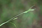 Gohlson's sedge